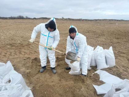 Волонтёры Геленджика продолжают очищать пляжи Благовещенской от мазута