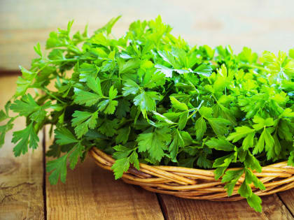 От лечения инфекций мочевыводящих путей до онкологии: полезные свойства чая из петрушки