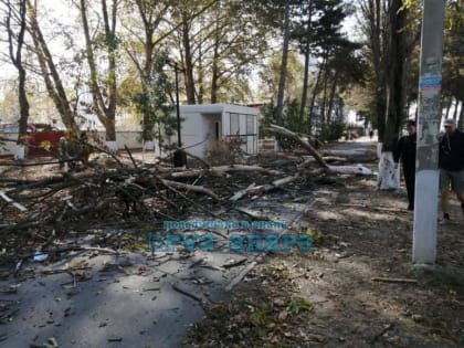 ​На Кубани сильный ветер валит деревья в разных городах