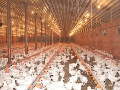 Птицеводческое предприятие Кубани на 22% увеличило выработку продукции благодаря бережливым технологиям