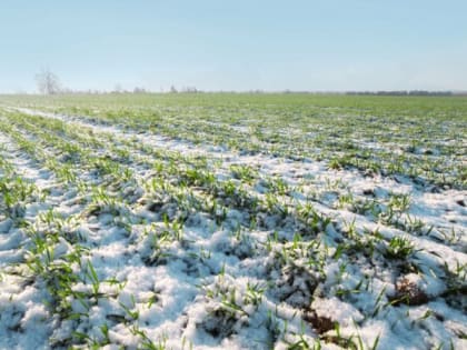 Состояние посевов озимых колосовых культур