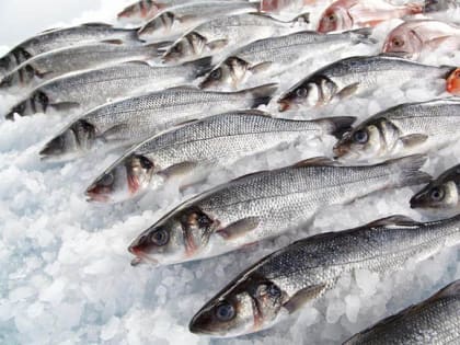 С начала 2023 года улов рыбаков Кубани вырос на 20,4 %