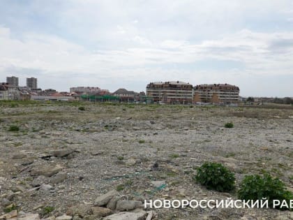 Новороссийцы забили тревогу: опять рубят виноградники. Ради чего?