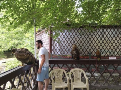 В Геленджике фотоживодеры предлагали фото с краснокнижными птицами