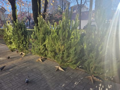 В Сочи нашли нелегальные елочные базары