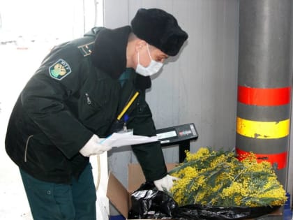 На цветочные рынки Кубани начала поступать первая абхазская мимоза