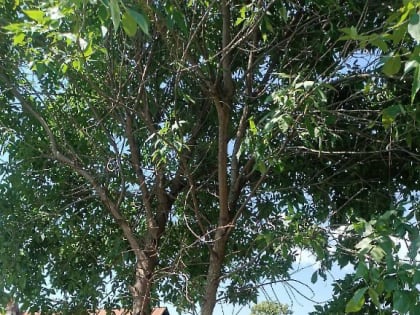 Службы городского хозяйства совместно с бойцами ГО и ЧС провели контраварийную расчистку участка под ЛЭП