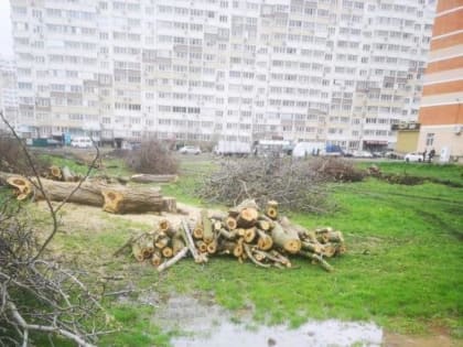 «Это необходимая мера»: власти Краснодара объяснили вырубку деревьев в Молодежном микрорайоне