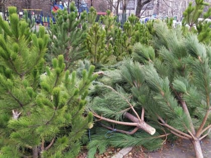 В Сочи пресекли незаконную продажу хвойных деревьев