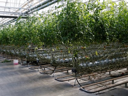 На Кубани в 2023 году на поддержку тепличного овощеводства выделят порядка 34 млн рублей