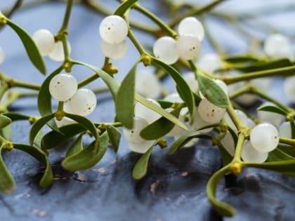 Медики доказали эффективность экстракта омелы против онкологии