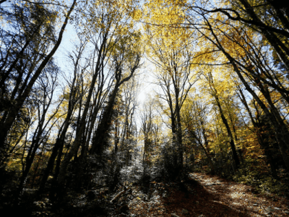 Вениамин Кондратьев поручил ускорить процесс создания минерализованных полос