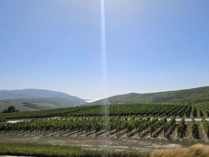 В Анапе стартовала Черноморская винная неделя