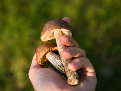 Отдайте повару: шесть продуктов, которые нельзя есть сырыми