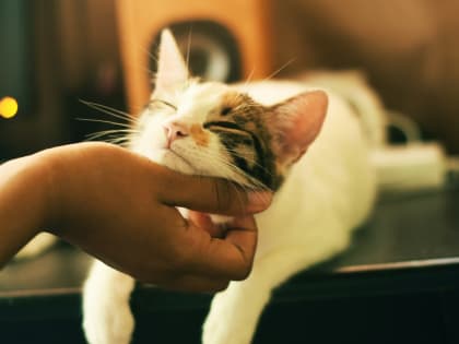 Памятка об ответственном отношении к животным