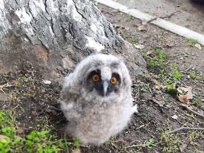 +1 спасённая жизнь: бойцы городского отряда ГО и ЧС вернули в гнездо птенца краснокнижной совы