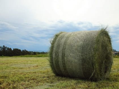На Кубани на развитие АПК дополнительно направят 1,4 млрд рублей