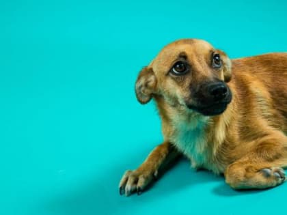 В выходные в Абрау-Дюрсо пройдет семейный фестиваль Dog picnic