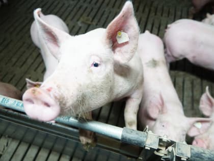 Африканская чума свиней и меры борьбы на территории  Кореновского городского поселения Кореновского района