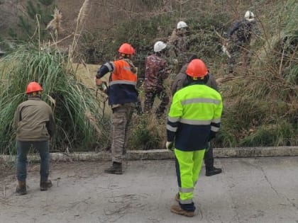 Эдуард Обухович оказал содействие в спиле аварийного дерева