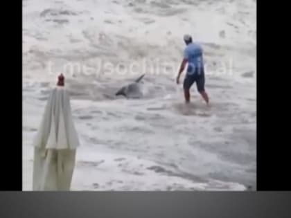 Очевидцы спасли выброшенных морем на пляж дельфинов в Сочи