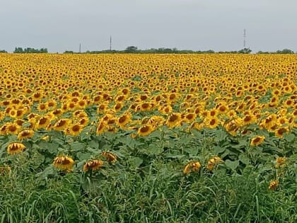 Метеоролог в прогнозе не дал Краснодарскому краю шанса на дождь: будет жара до +35