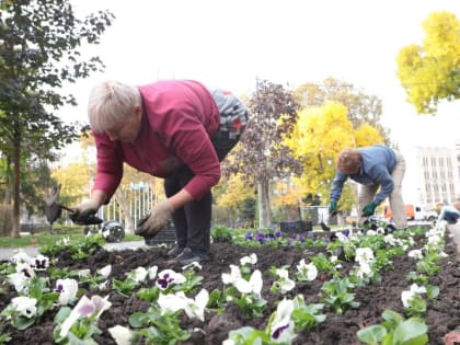 В Краснодаре до конца сезона высадят 250 тысяч цветов