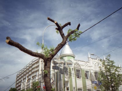 КПРФ раскритиковала подсчет деревьев, на который мэрия Краснодара потратит 20 млн рублей