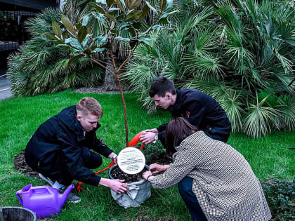 В аэропорту Сочи посадили магнолию космонавта Севастьянова