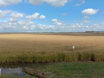 Компания, связанная с семьей Ткачева, купила рисовое хозяйство в Славянском районе