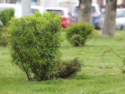 Сквер в Краснодаре будет носить имя знаменитого композитора и пианиста Сергея Рахманинова