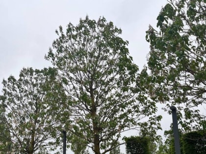 В очереди в «Японский сад» в парке «Краснодар» люди стоят с 5 часов утра (фото)