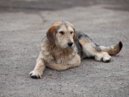 Сегодня в Динском сельском поселении организован отлов бездомных собак