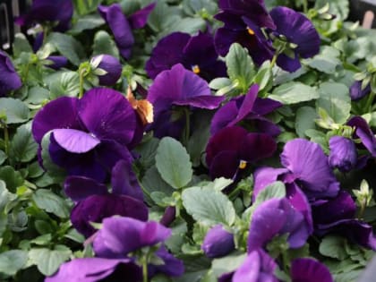 ​Краснодар в следующем году украсят 250 тысяч виол, тюльпанов и крокусов