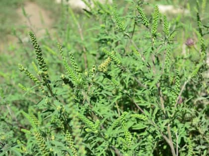 Меньше чем за полгода в Краснодаре скосили почти 12 тысяч гектаров карантинных растений