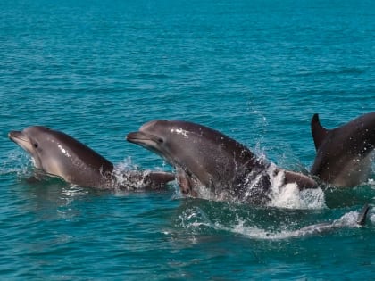 Проблемы содержания морских млекопитающих в Сочи
