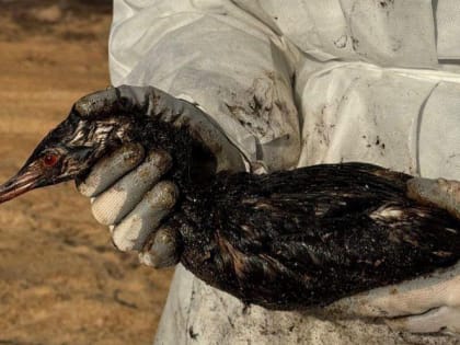 На мойку птиц в Анапе требуются люди. Волонтеры из Новороссийска уже там