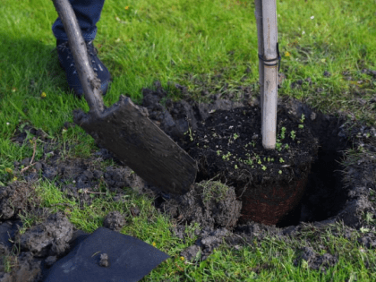 Осенью в Краснодаре высадят 1000 декоративных деревьев