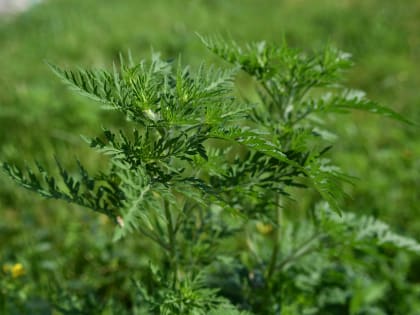 За месяц на территориях кладбищ выкосили более 120 га сорняков