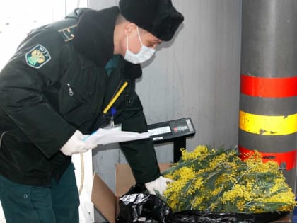 В Сочи появилась первая мимоза из Абхазии