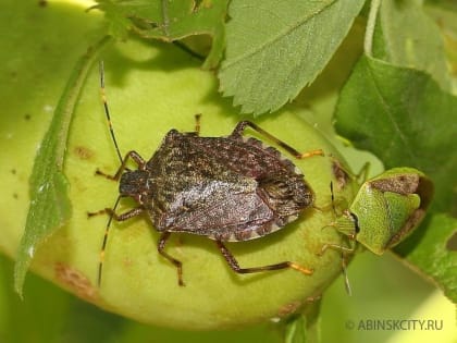 Коричнево-мраморный клоп