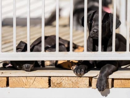 В Сочи работает первый в Краснодарском крае муниципальный приют для бездомных животных