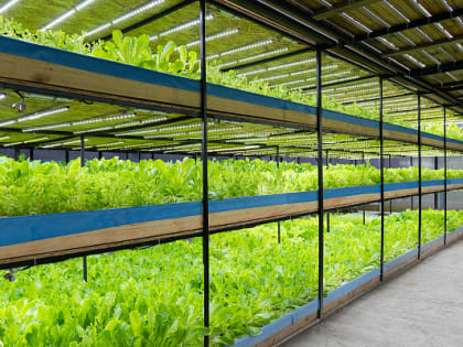 В Сочи развивают перспективные отрасли сельского хозяйства