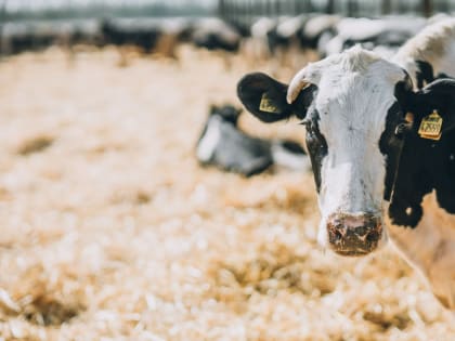 Валовое производство молока выросло в районе на 9%