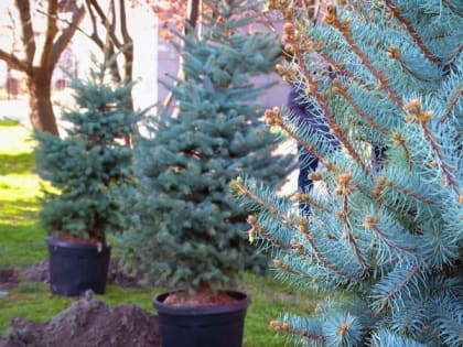 НОВАЯ ЕЛОВАЯ АЛЛЕЯ ПОЯВИЛАСЬ В НОВОРОССИЙСКЕ