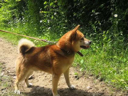 Можно ли гулять с собакой в Сочинском нацпарке