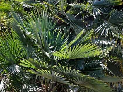 Первый в России субтропический питомник планируют создать в Сириусе