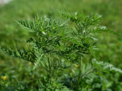 Итоги борьбы с сорняками в Краснодаре