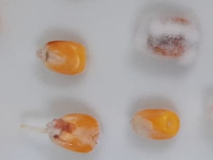 Фитопатологическая экспертиза поставит правильный диагноз семенному материалу