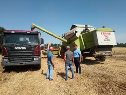 В Динском районе началась уборка озимой пшеницы